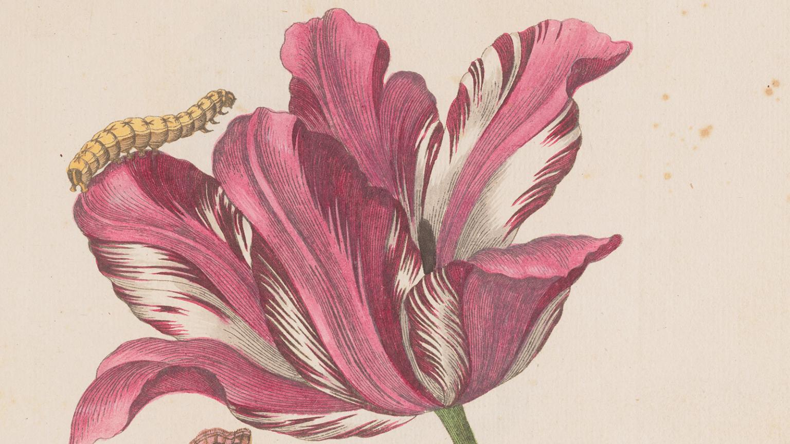 A pink flower with a yellow caterpillar crawling on it.