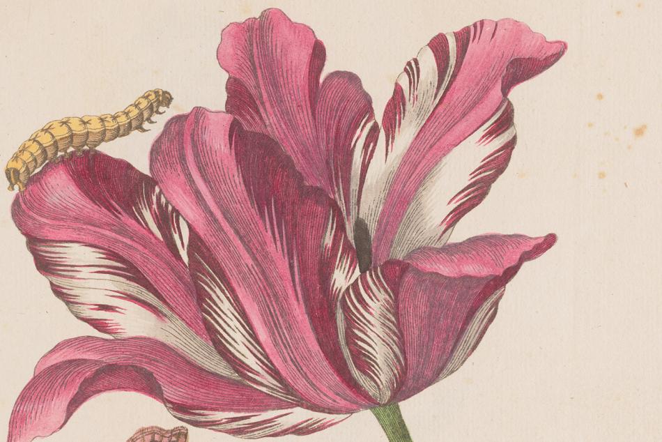 A pink flower with a yellow caterpillar crawling on it.