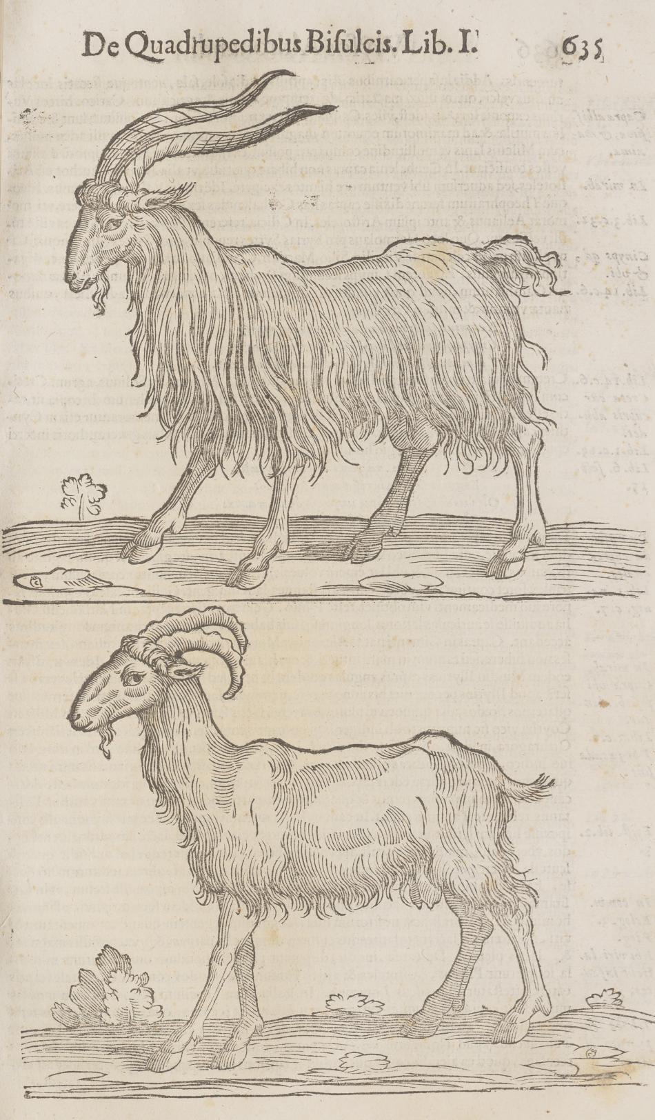 Ulisse Aldrovandi (author and illustrator), Sebastiano Bonomi (printer), Joannes Cornelius Uterverius (editor), Thomas Dempster (editor), Girolamo Tamburini (publisher), Quadrupedum omniu[m] bisulcoru[m] historia (History of cloven-hoofed quadrupeds), Bologna, 1621, David K. E. Bruce Fund